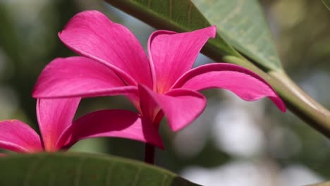 Frangipani-flowers-on-a-tree