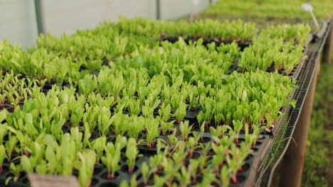 Green,-lettuce-and-plant-in-greenhouse