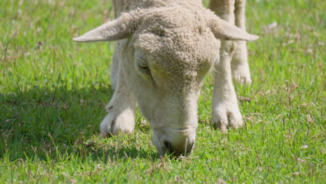 Acercándose-A-La-Cabeza-De-Oveja-Wiltipoll-Pastando-Hierba-Verde-En-Un-Campo-De-Hierba