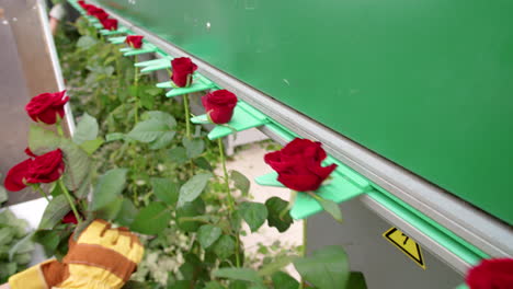 Worker-Loading-Roses-on-Flower-Processing-Machine