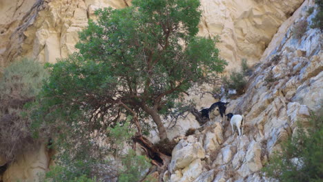 goats climbing rocky mountainside with trees