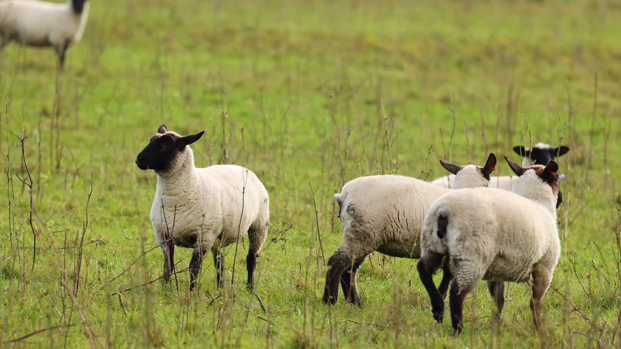 Clun Forest sheep graze peacefully in a lush green field under soft daylight at Lake Tekapo, New Zealand