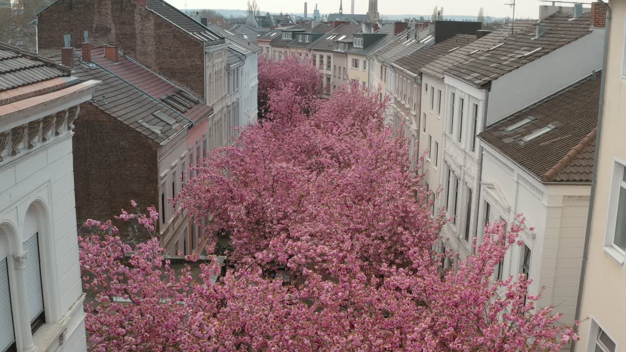 Drone - Aerial drone shot of the Kirschbluete Cherry Blossom in the Heerstraße Heerstreet Breitestraße Bonn 30p