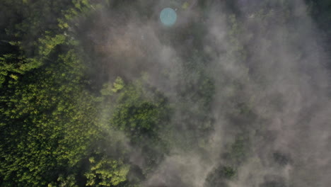 top down aerial view of diluted clouds above sunny green forest