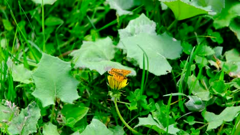 una mariposa de color naranja en flores de prado amarillo