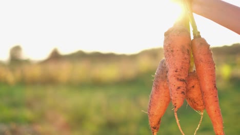 freshly harvested carrots from the garden on a background of sunlight freshly harvested carrots from the garden on a background of sunlight growing vegetables in the countryside