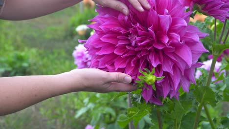 manos tocando un enorme plato dahlia, gran flor rosa en el jardín