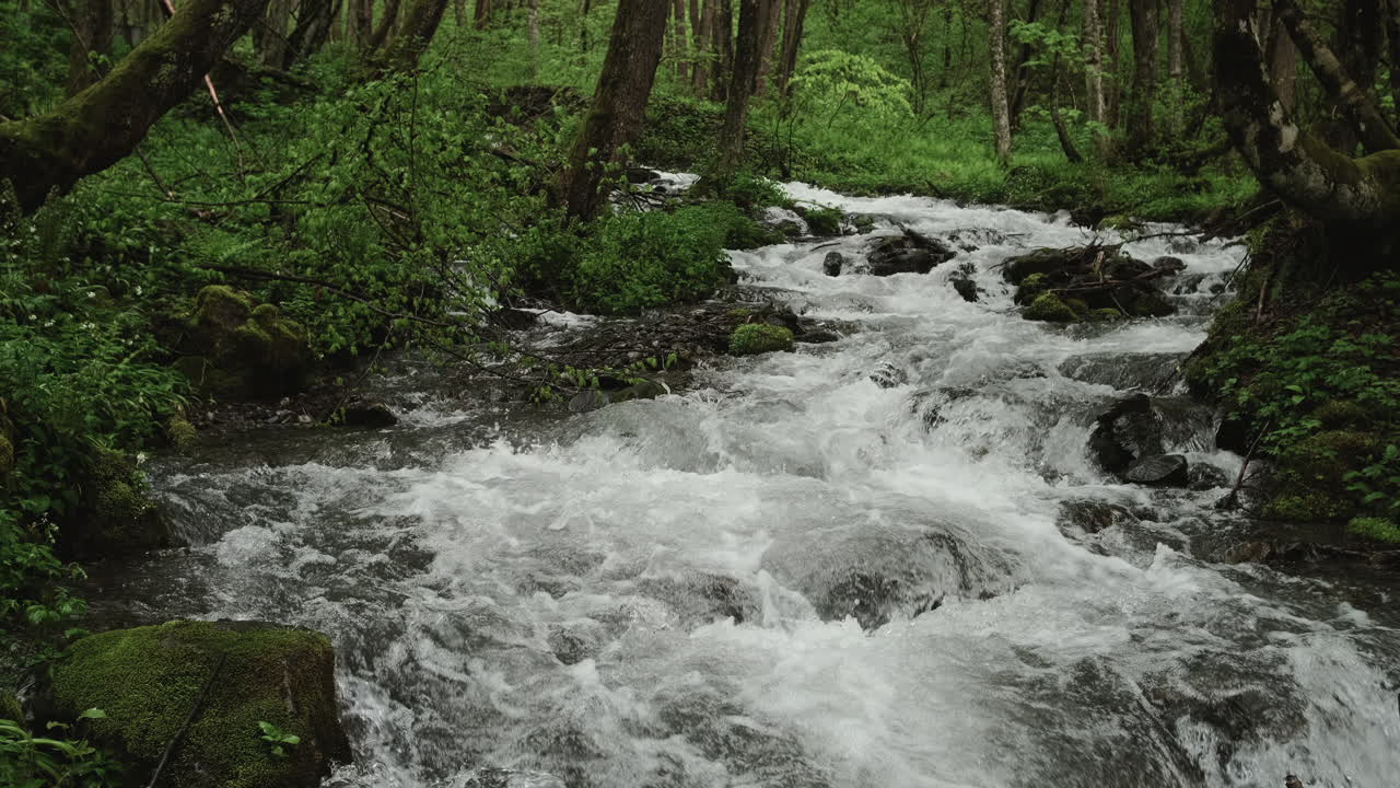 Fast-flowing Mountain Stream in a Lush Forest