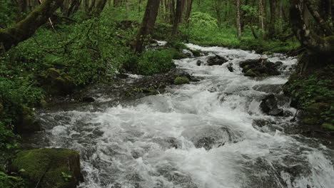 fast-flowing mountain stream in a lush forest