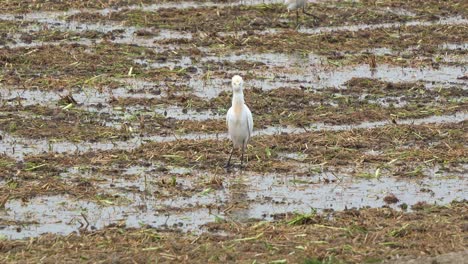 Kuhreiher-Gesichtet,-Stehend-Auf-Den-Landwirtschaftlichen-Ackerflächen,-Auf-Der-Suche-Nach-Abgefallenen-Pflanzen-Auf-Dem-Nassen-Boden-Der-Abgeernteten-Reisfelder,-Nahaufnahme