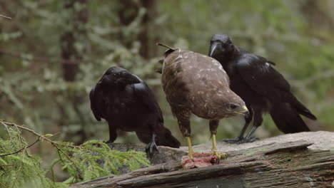 Two-opportunistic-ravens-steal-food-from-behind-feeding-buzzard,-close-up