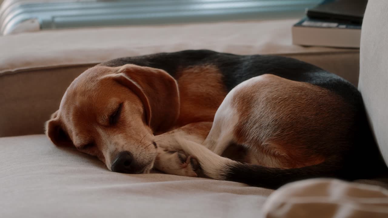 Primo piano di un beagle raggomitolato su un divano in posizione rilassata. Il cane sbatte lentamente le palpebre come se stesse per addormentarsi, catturando un momento di pace e intimità della vita domestica e del comfort di un animale domestico.