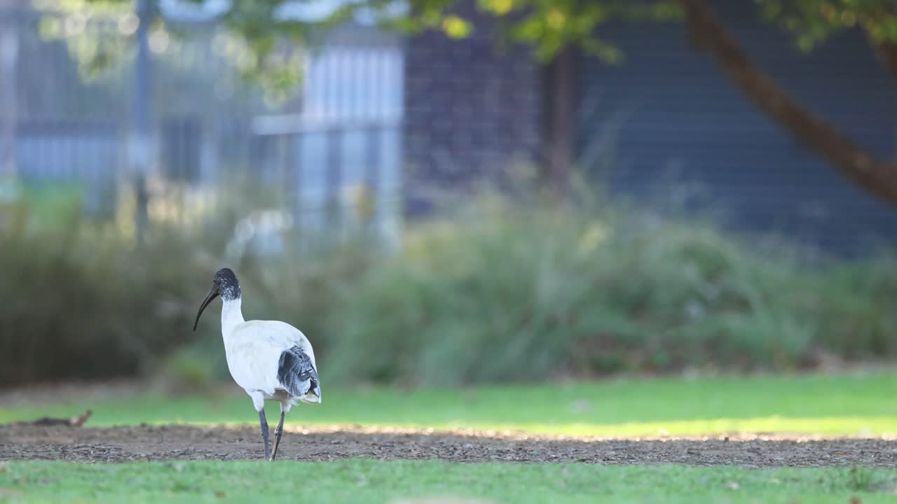 멜버른 에서 풀 위 를 고 있는 이비스