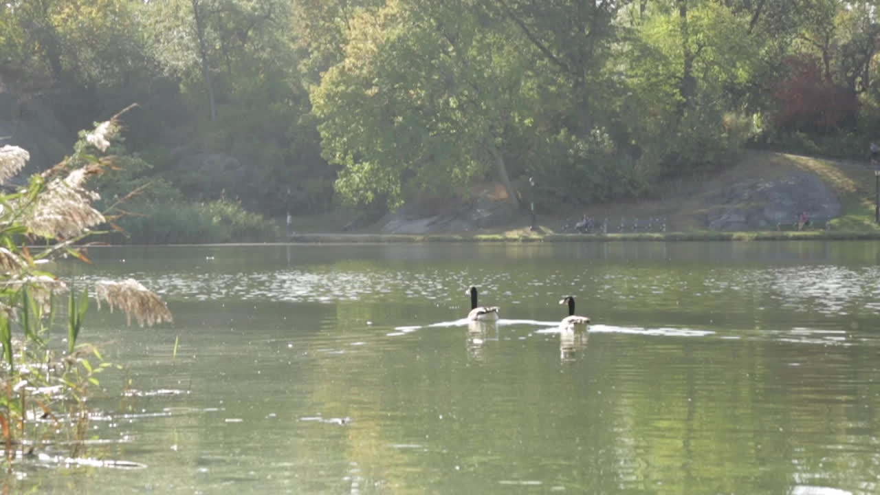 큰 연못에서 헤엄치는 오리, 슬로우 모션
