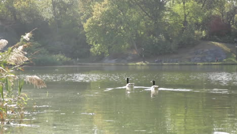 ducks swimming away in big pond, slow motion