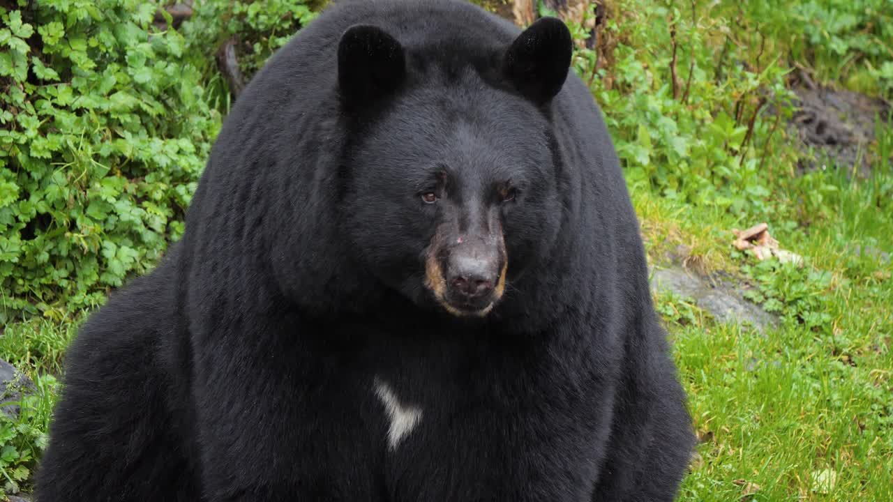 oso negro americano sentado, pan lento de las garras a la cabeza