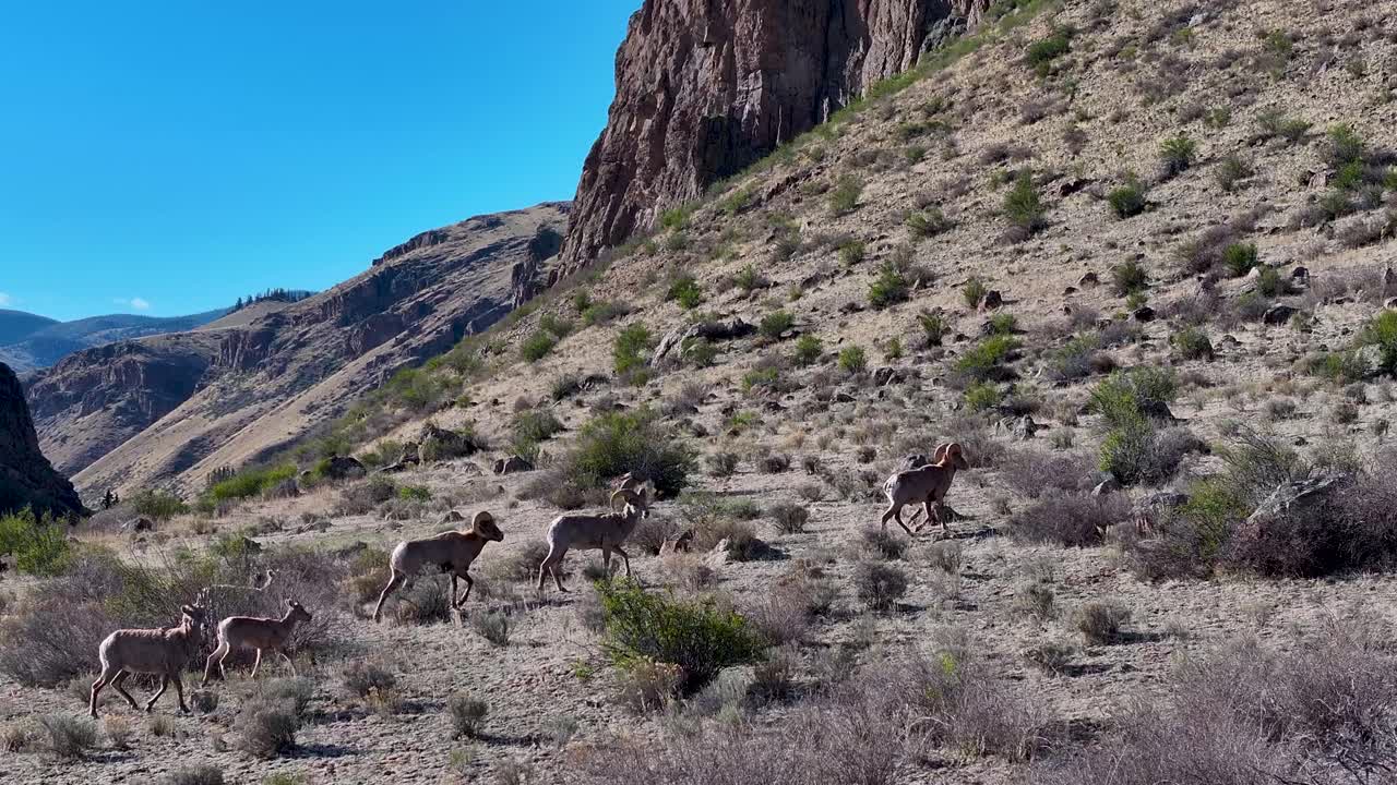 A beautiful and cinematic 70mm aerial shot of a herd of bighorn sheep, including "Rams", running up the side of a steep incline in the Rock Mountains, near the infamous town of Creede, Colorado.