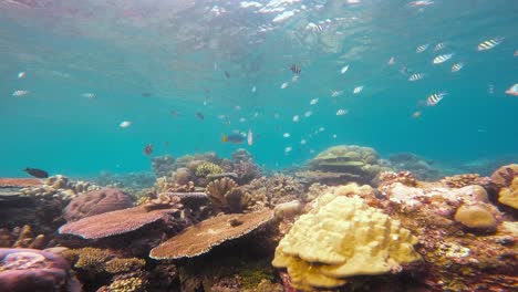 a bustling coral reef teemming with a multitude of sergeant major fish swimming in harmony as the camera glides over bottom