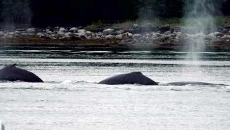 Humpback-whales-in-a-harbor-showing-their-flukes-as-they-dive