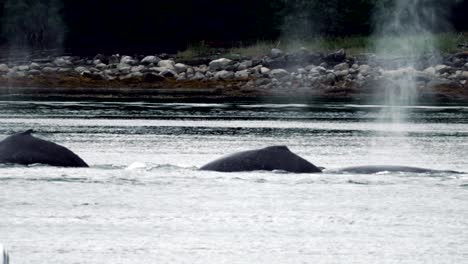 humpback whales in a harbor showing their flukes as they dive