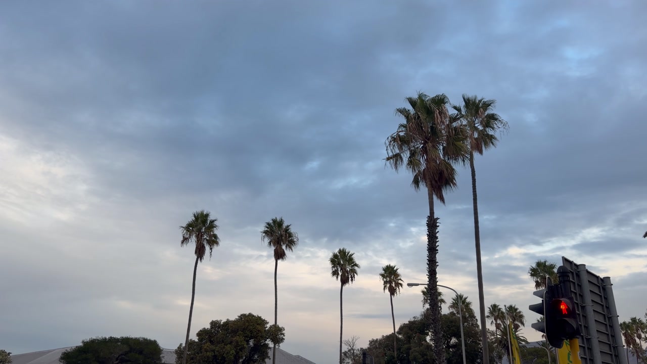 Palm Tree silhouette in the early morning sky.