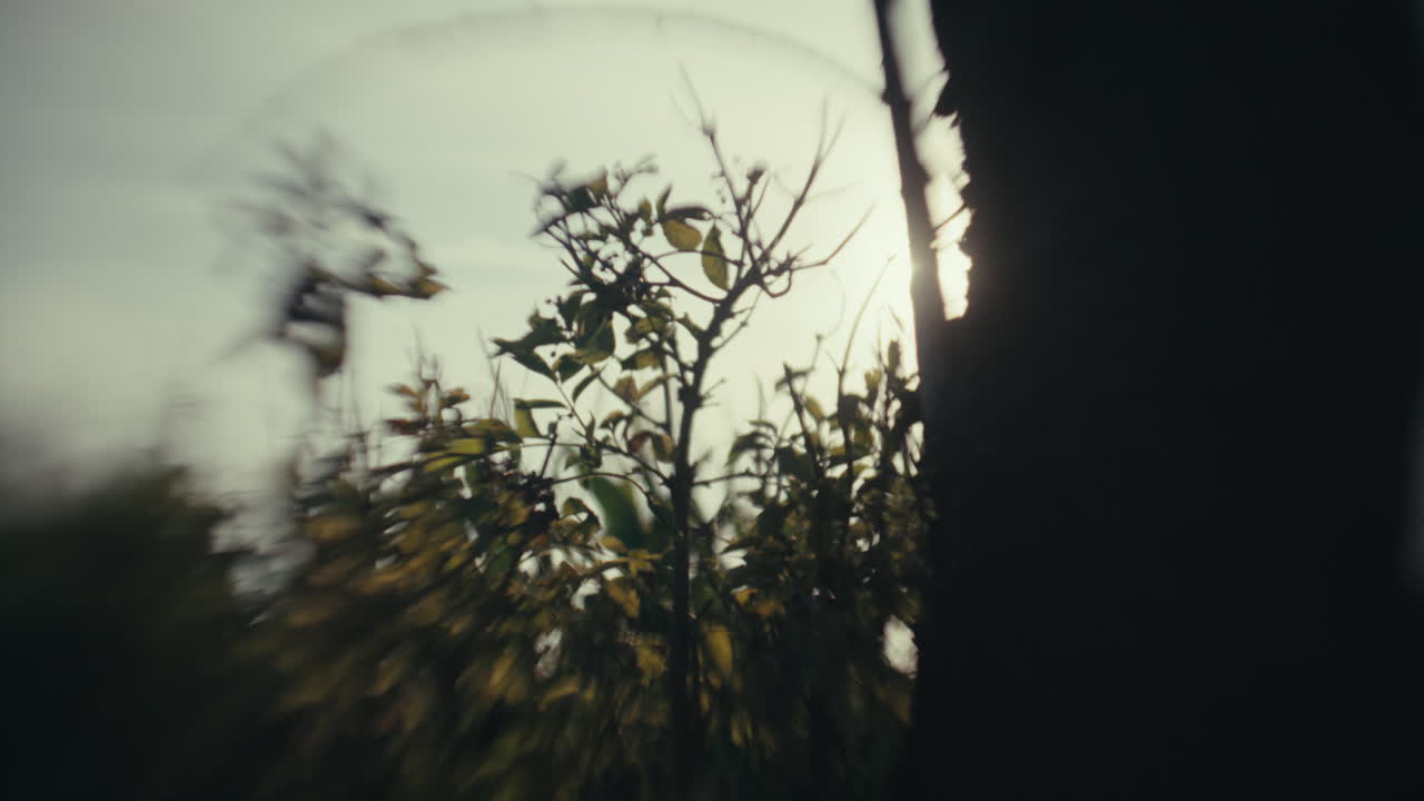 Blurred View of Tree Branches