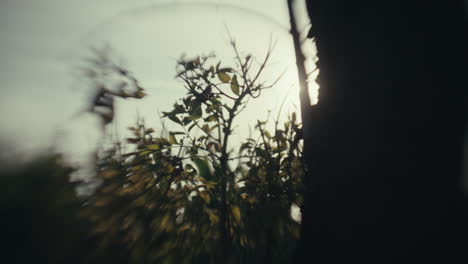 blurred view of tree branches