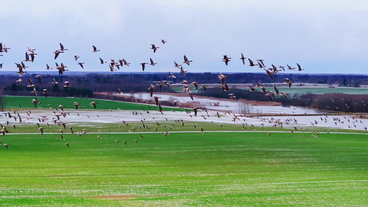 Large flock of geese takes flight over vibrant Latvia countryside migration, 4K