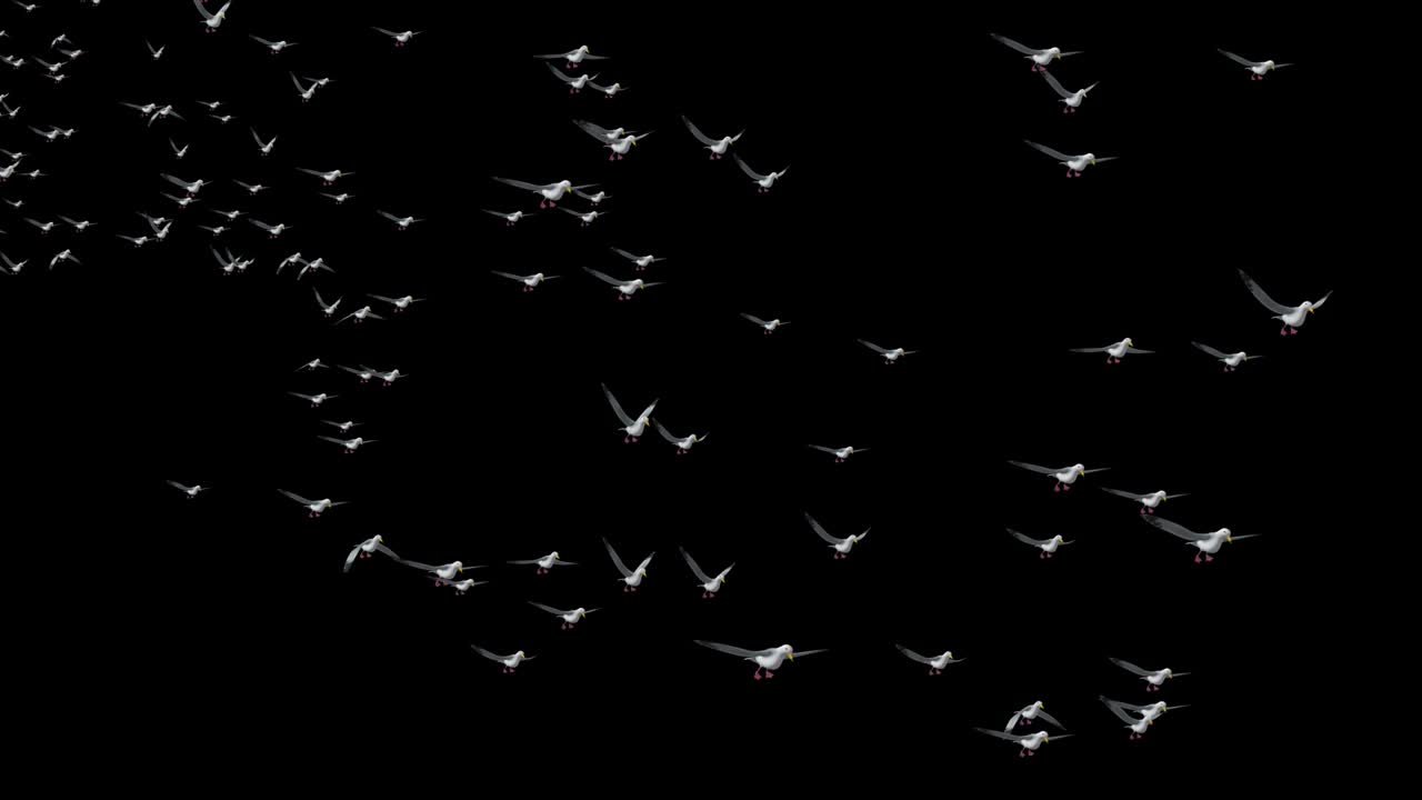 날아다니는 새와 추상적인 하늘의 봄 배경, 해가 지면 날아가는 아름다운 바다표범