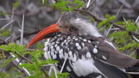 Southern red-billed hornbill (tockus rofurostris) sitting on branches while communicating with other birds.