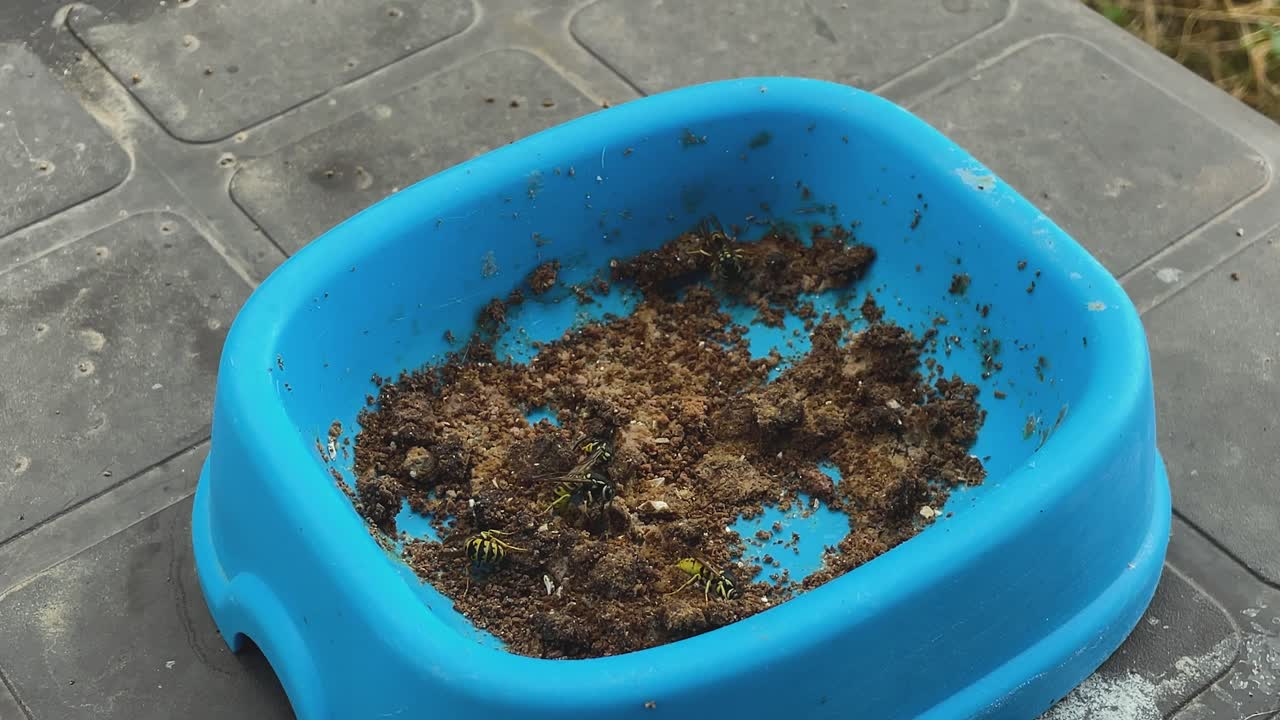Primo piano statico al rallentatore di diverse vespe che si nutrono di cibo per gatti all'interno di un contenitore di plastica blu. Circa cinque vespe raccolgono cibo mentre altre ronzano nelle vicinanze prima di volare via trasportando piccoli pezzi.