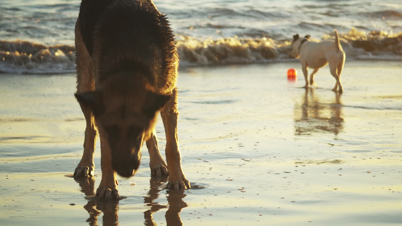 pastor alemán y perro de raza pequeña jugando en la playa durante la hora dorada