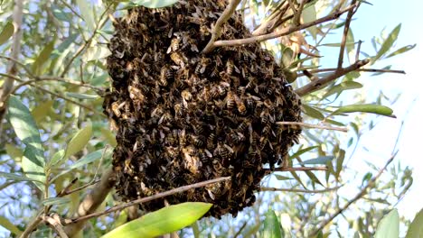 A-bee-swarm-flew-from-the-hive-of-an-apiary-to-a-tree-to-form-a-new-bee-family-5