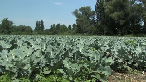 Pan-shot-over-Broccoli-field-on-Mainau-island-at-lake-Constance,-Germany