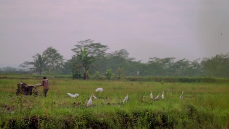 indonesian farmer with machinery working on rice field with birds all around it - farmer with field plow machine