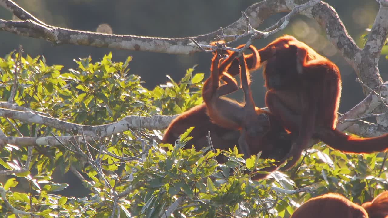 Baby Red Howler Monkey Playing While Hanging as Mother Scratches Next to Rest of Family Troop in Lush Forest Canopy During Golden Hour
