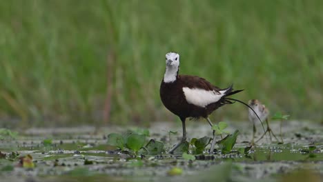 Pheasant-tailed-Jacana-with-Chicks-feeding-in-wetland-area-in-a-rainy-day