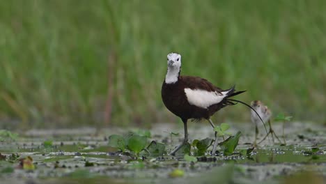 pheasant tailed jacana with chicks feeding in wetland area in a rainy day