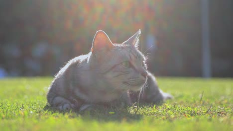 Retrato-De-Un-Hermoso-Gato