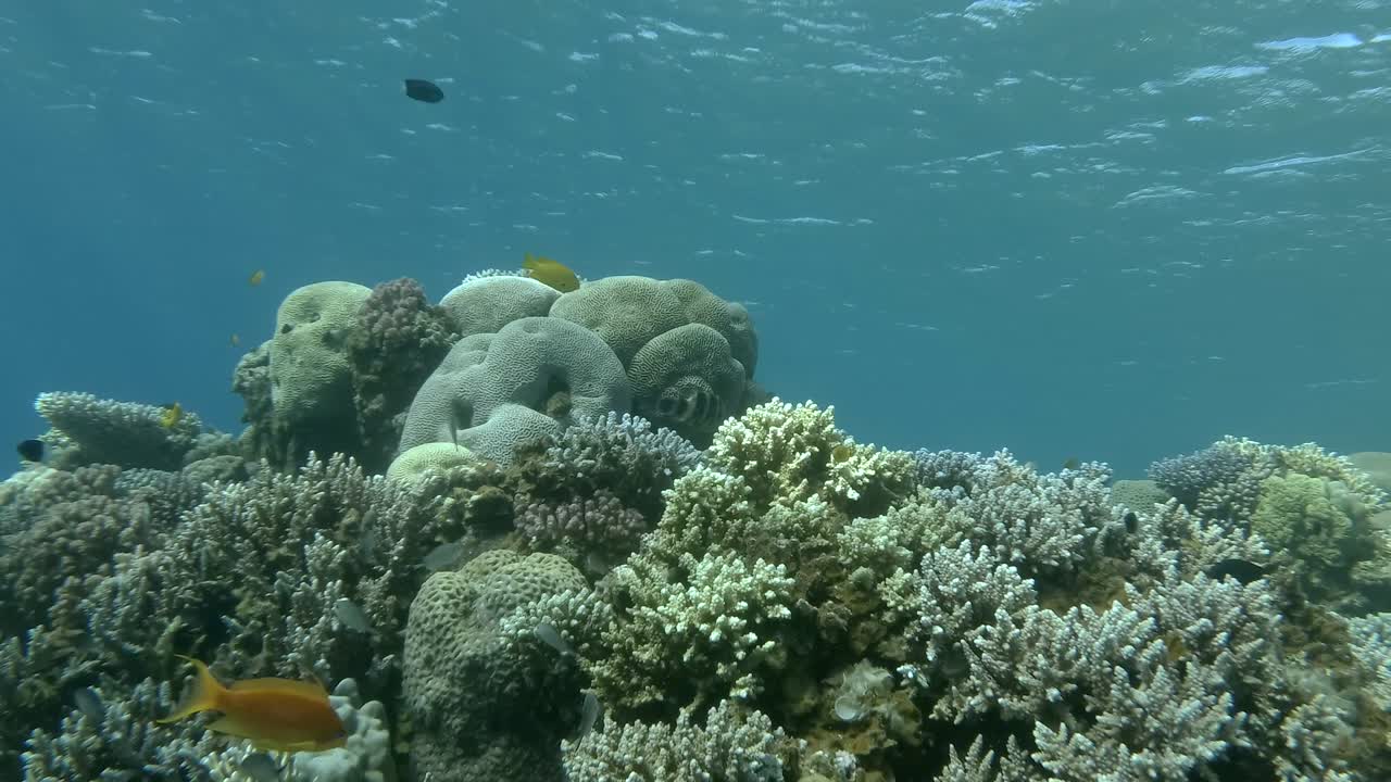 Camera moves around the coral reef. Colorful tropical fish swims on beautiful coral reef in shallow water. Underwater life in the ocean.