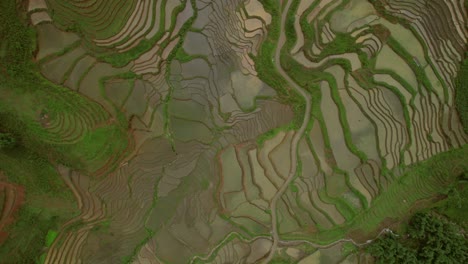 Bird's-eye-view-of-the-rice-fields-in-Sa-Pa-Vietnam