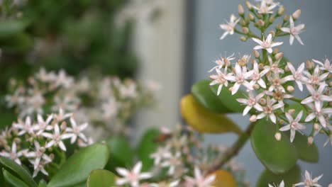 bee pollenating on flowers in yard