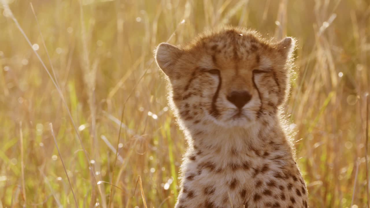 cámara lenta de la vida silvestre africana, cachorro de guepardo joven retrato de cara cercana, lindos bebés animales en áfrica en una hermosa puesta de sol de color naranja dorado en la hierba larga en masai mara, kenia, masai mara