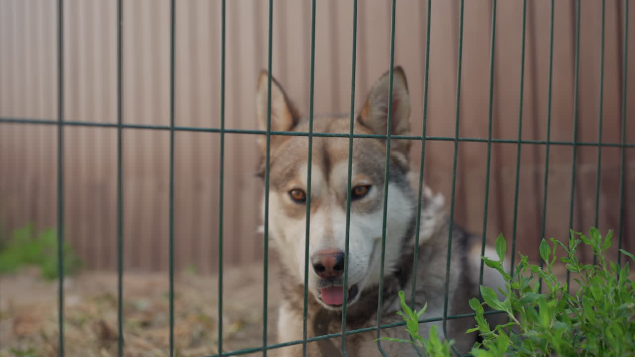 Husky Looks Longingly, Desiring Dog Gazes Through Fencing, Petting Dog With Collar Watches Owner From Grassy Area, Yearning Siberian Husky Peers Through Fence With Longing For Its Owner Nearby