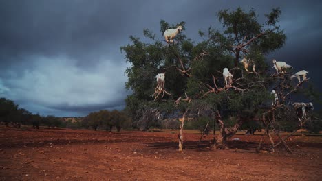 un grupo de cabras escaladoras está sentado en un árbol de argán comiendo de las ramas en marruecos.