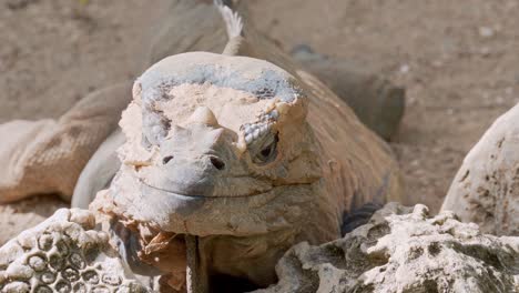 Increíble-Primer-Plano-De-Iguana-Tomando-El-Sol-Cambiando-De-Piel