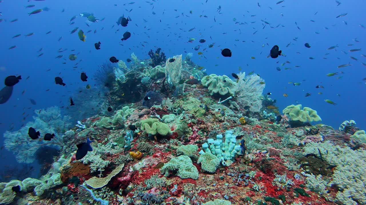 Vibrant Underwater Coral Reef with Abundant Fish