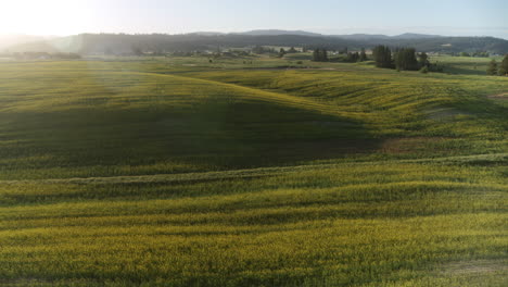 aerial footage moving backwards across a canola field that is blooming with yellow flowers in the light of a sunrise