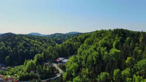 luxuriant and green forest of velenje , slovenia