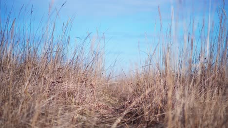 Gras-Weht-Im-Wind